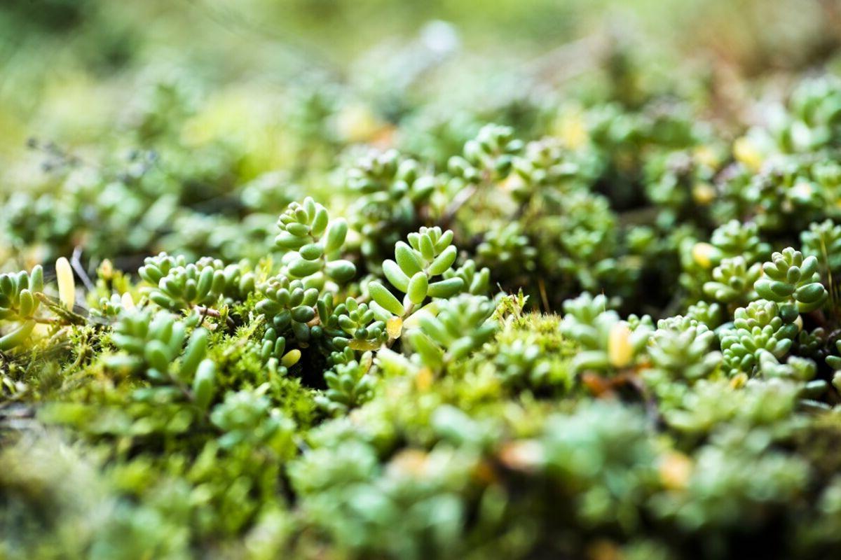 Close up of wild grass